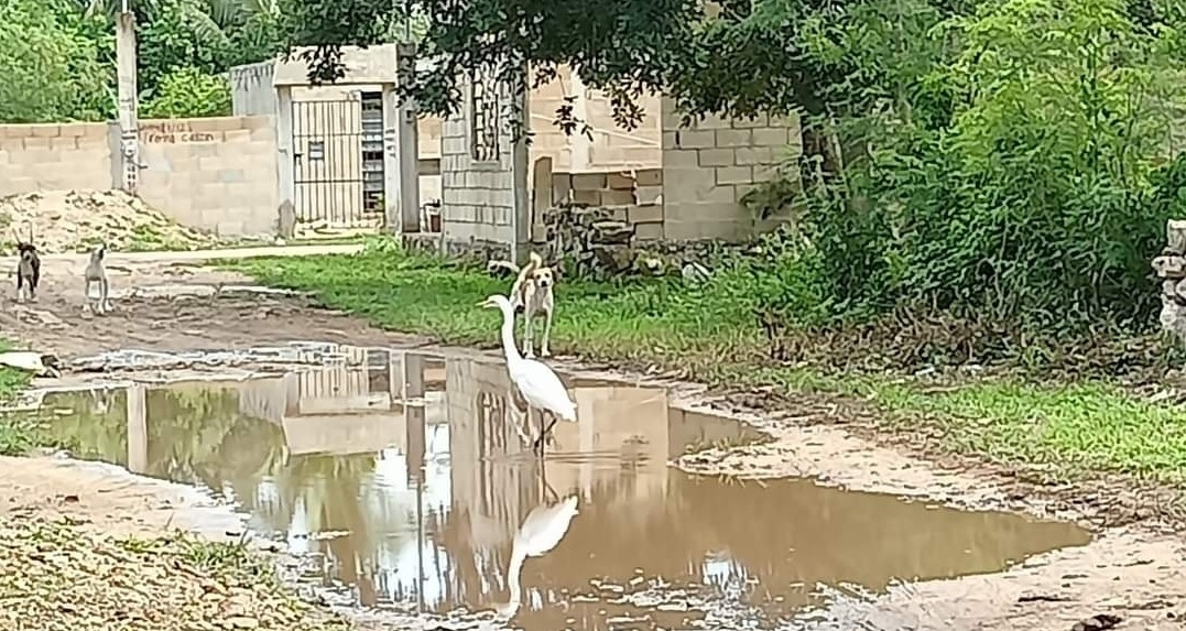 La garza recorría un bache de Kanasín, el cual se encuentra lleno de agua con lodo debido a las lluvias