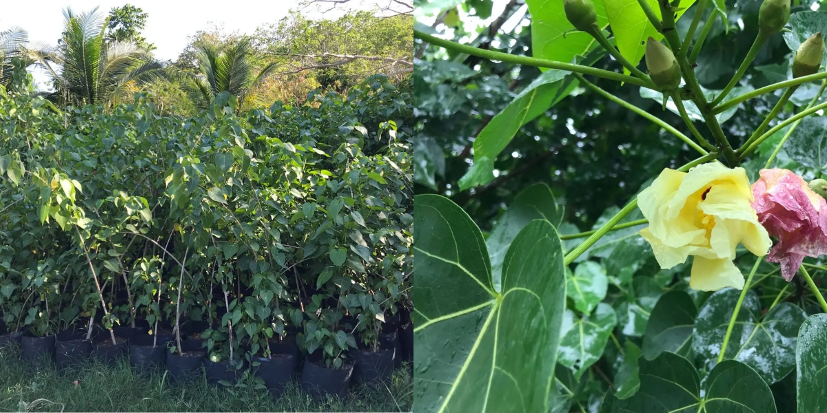 Pomolché: La planta maya que ayuda para la diabetes y hasta el acné