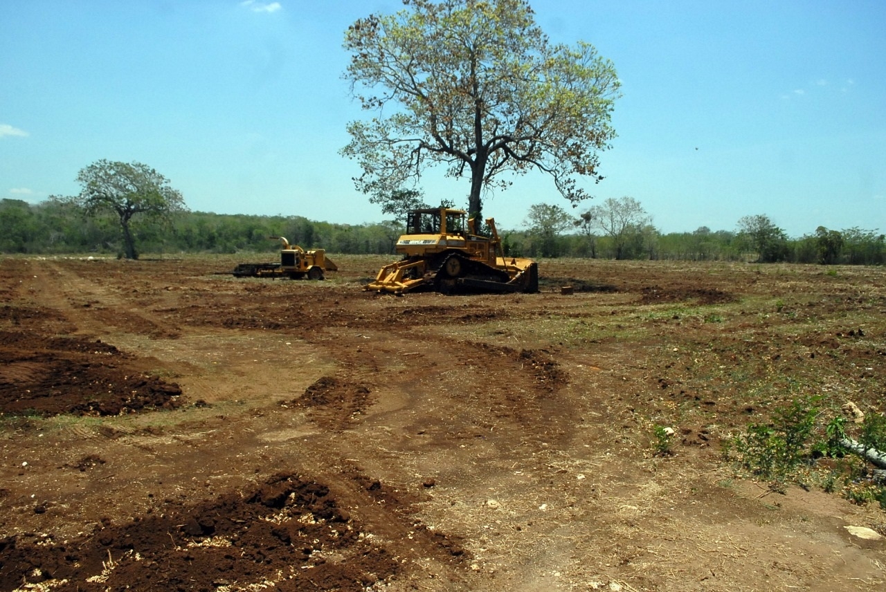 Sector agropecuario de Campeche deforesta más de 22 mil hectáreas al año