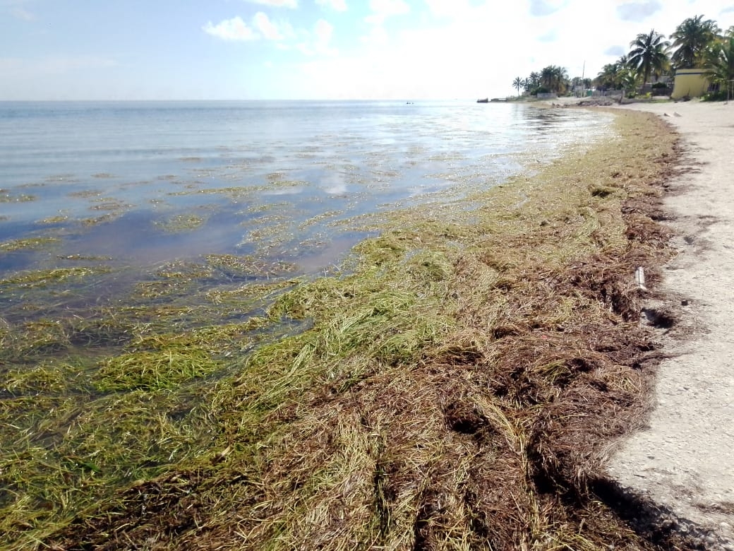 Sargazo invade playas de San Crisanto, Yucatán, tras el paso de la marea roja