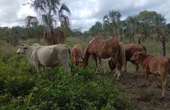 Ganaderos de Sabancuy reportan denuncias por abigeato en la región