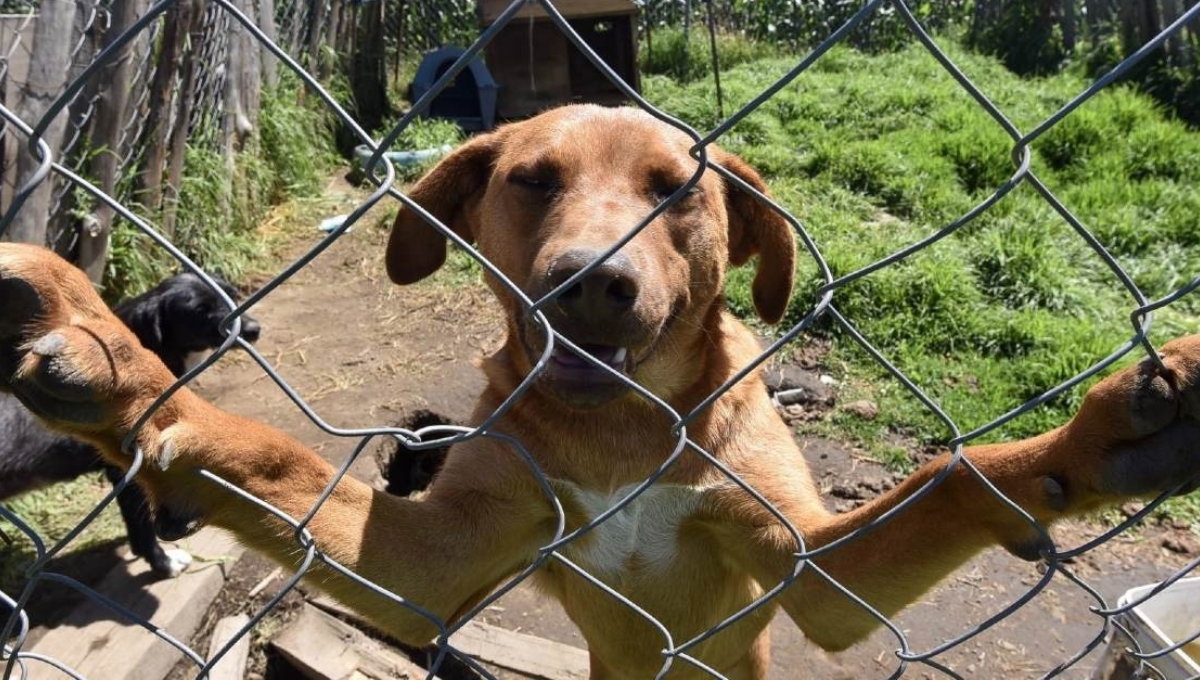 Ciudadanos preocupados por el maltrato animal en el Estado