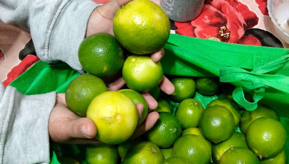 Aumenta el precio del 'oro verde' en Yucatán: El limón hasta en 25 pesos el kilo