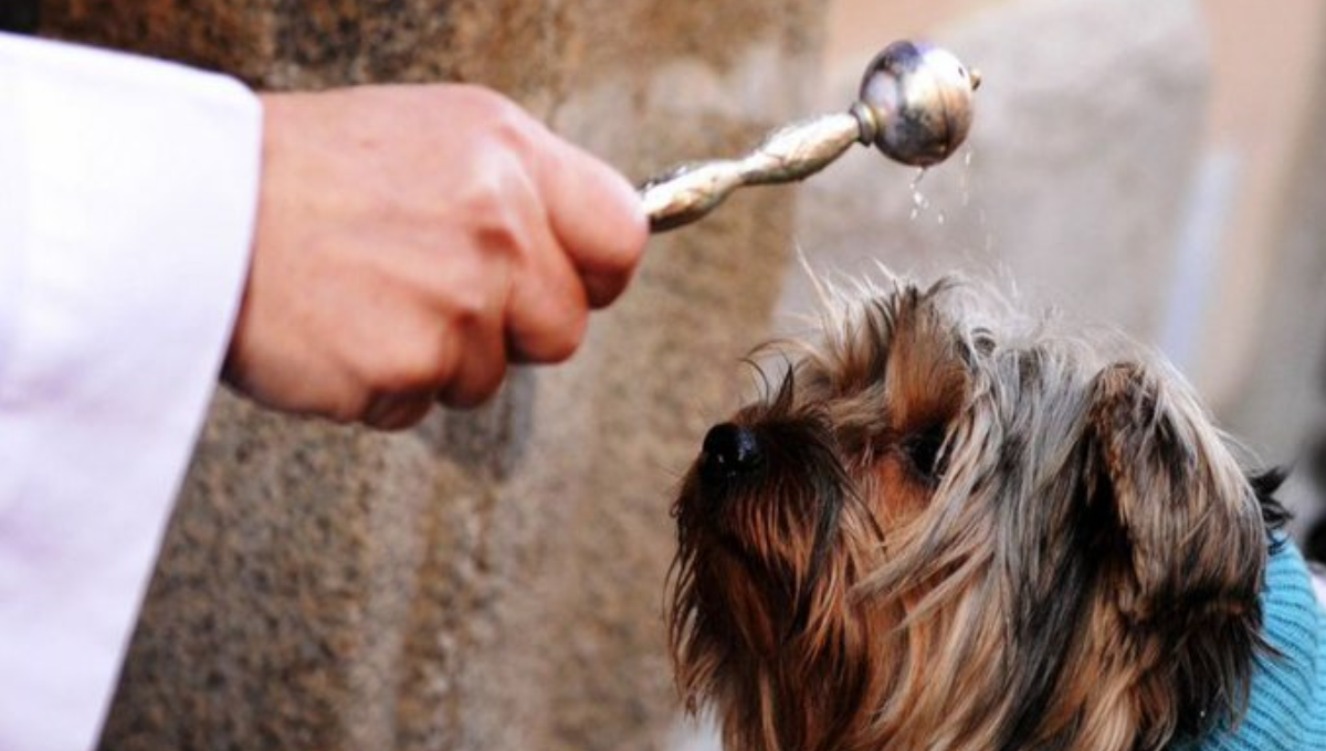 Mascotas, entre perros y gatos principalmente, recibieron la bendición de San Antonio Abad