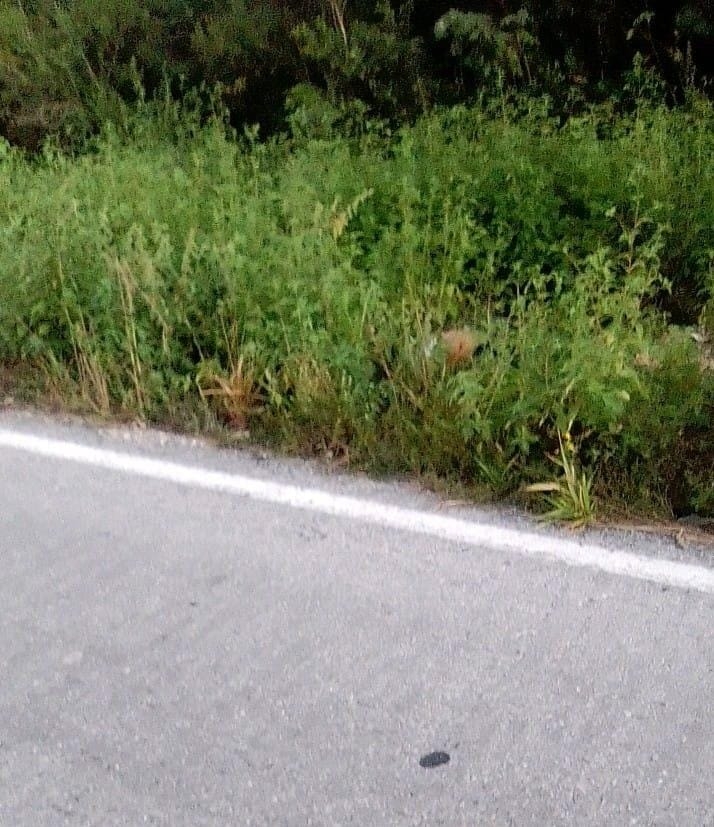 Localizaron el cuerpo en la orilla de la carretera dentro de la maleza y tal parece con varias horas de haber fallecido