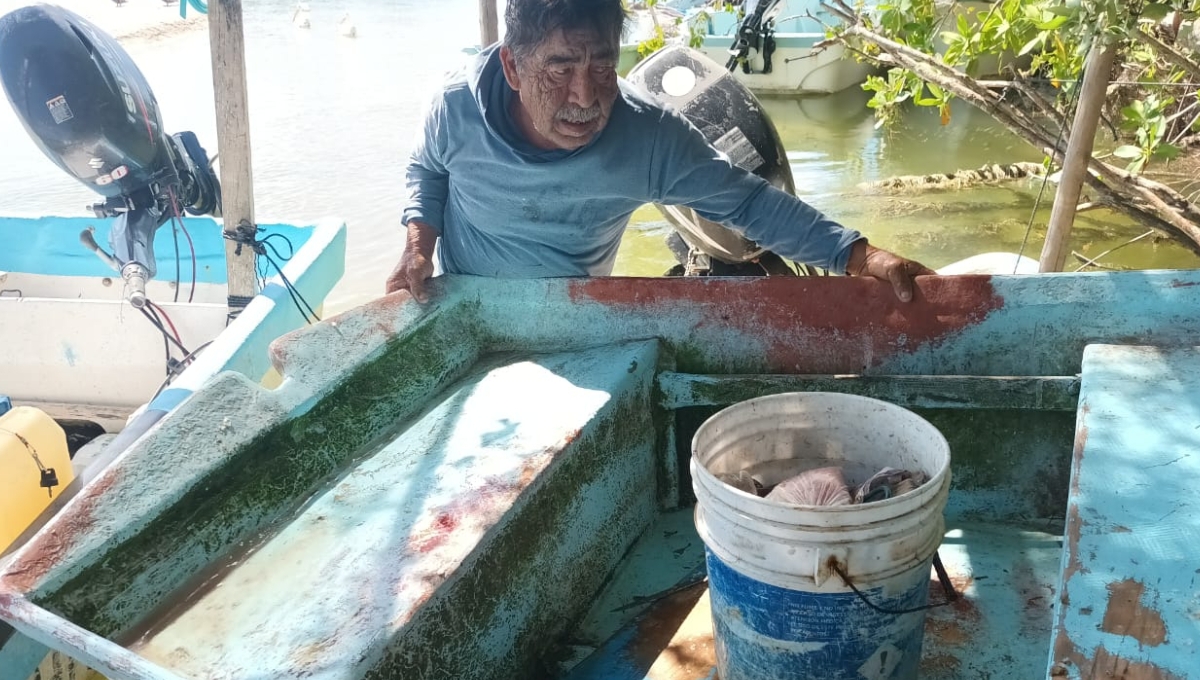 Pescadores de Chabihau van por el último cargamento del pez mero