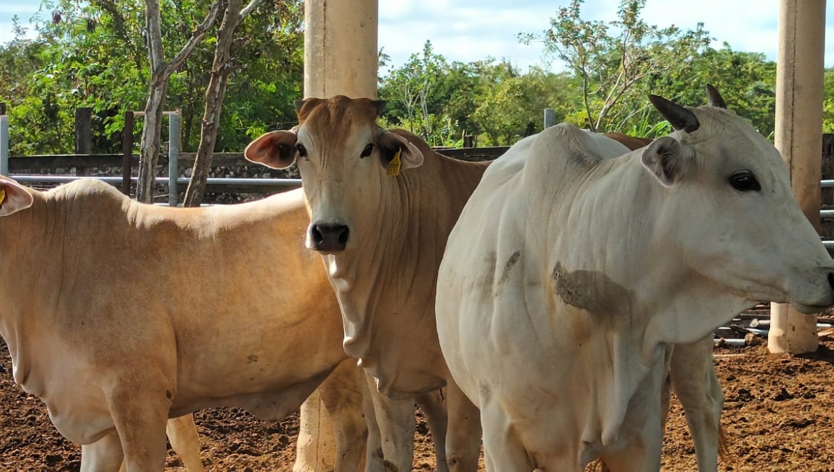 Cae precio del ganado en Yucatán