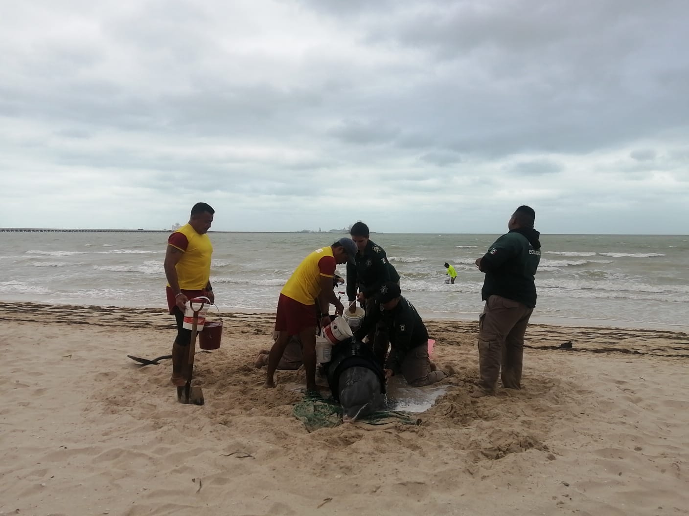 Un delfín encalló en las playas de Progreso la tarde de este jueves