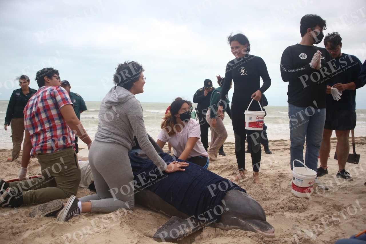 Decenas de personas y autoridades colaboraron para ayudar al Delfín en las playas de Progreso