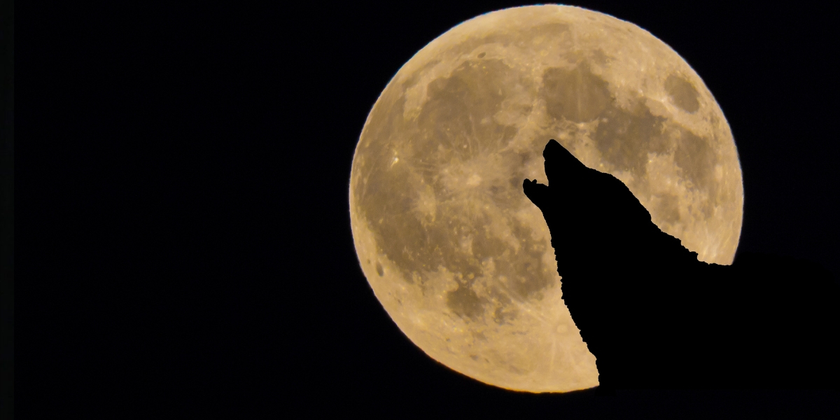 La luna lobo se podrá ver en los próximos días. Foto: Especial