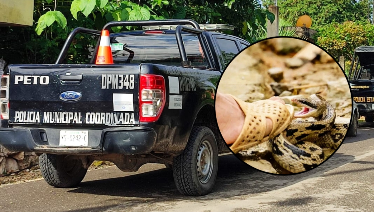 Serpiente 4 narices muerde a una niña de 3 años en Peto