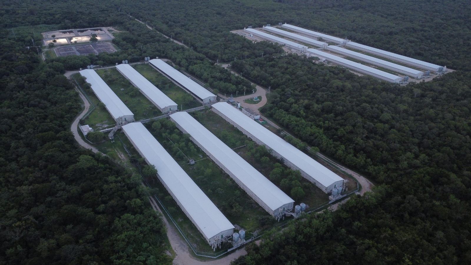 Elabora Semarnat un estudio para determinar qué plantas causan daño ambiental