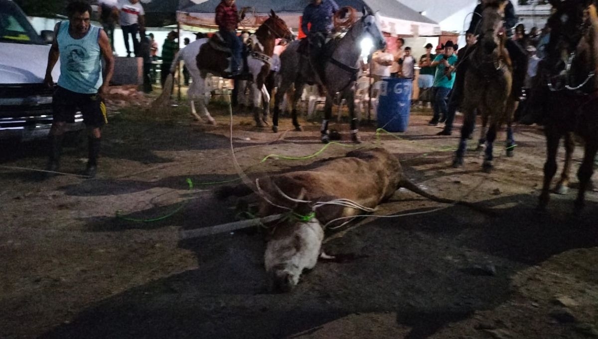 Toro se escapa de una corrida y causa pánico entre habitantes en Tizimín