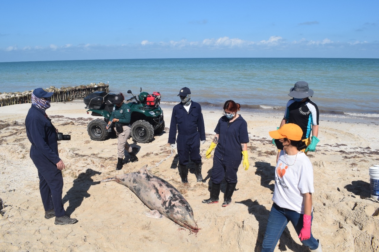 Un delfín recaló en la costa de Chelem el fin de semana