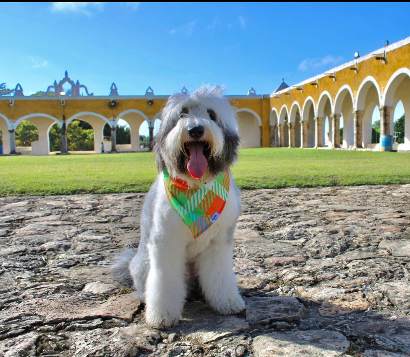 Rosco, el perrito viajero, visita el Pueblo Mágico de Izamal