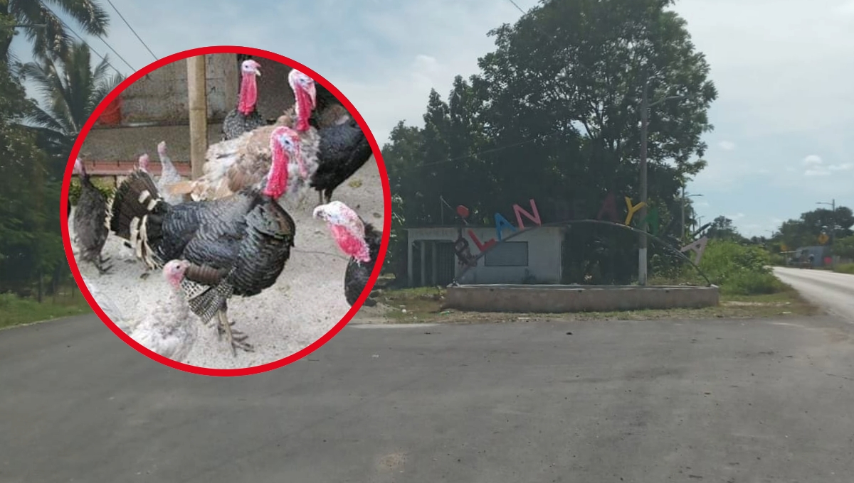 Desde hace dos meses se han estado dando a conocer el robo de pavos y gallinas en Sabancuy