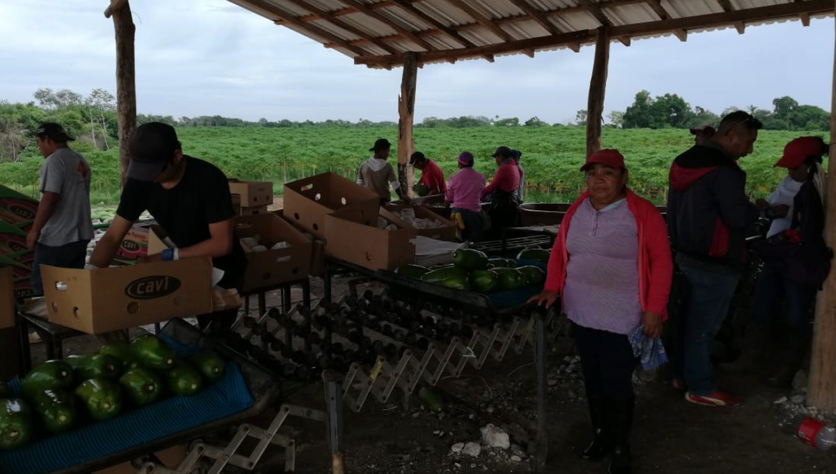 Dedicarse a la producción de papaya en esta región no es redituable, debido a dos factores que están afectando gravemente la actividad