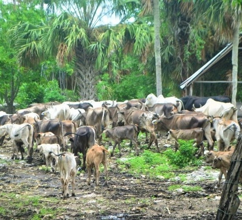 La carne de este animal tiene más proteína que la del ganado europeo de la región
