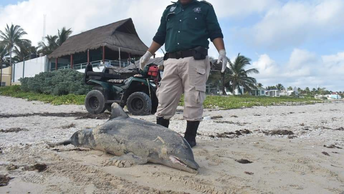 Recala un delfín muerto en las playas de Chelem