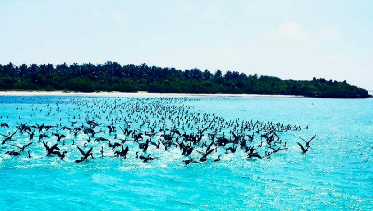 Limitan acceso a Isla Contoy, en Quintana Roo; sólo se permitirá 200 visitantes diarios