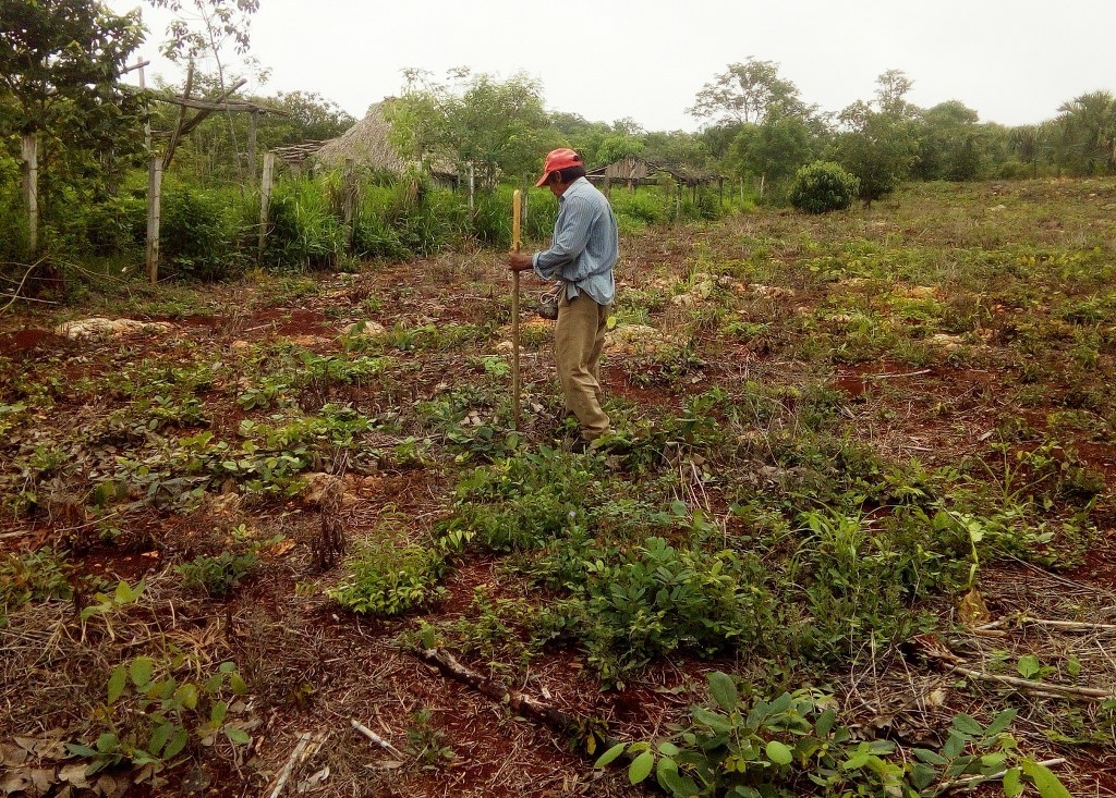 Eliodoro Mex (r), representante de los campesinos del ejido Kilómetro Cincuenta, dijo que hubo quien perdió hasta cuatro hectáreas sembradas de manera asociada