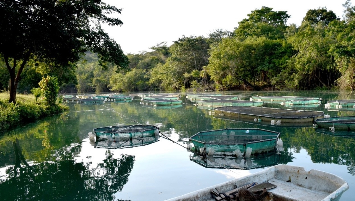 Acuicultores de Ciudad del Carmen exigen apoyos de 20 mp para la producción de mojarras