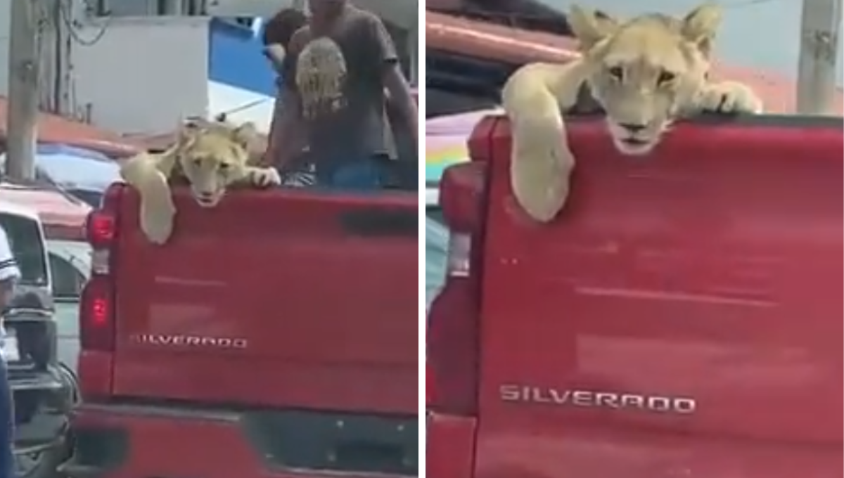 Niños pasean con un león frente al mercado de Palenque, Chiapas: VIDEOS