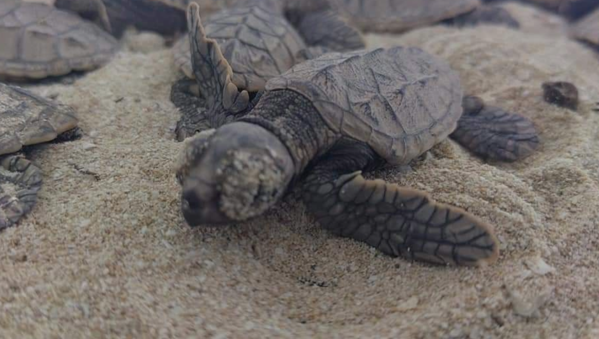 Progreso, Yucatán, rompe récord con anidación de tortugas carey