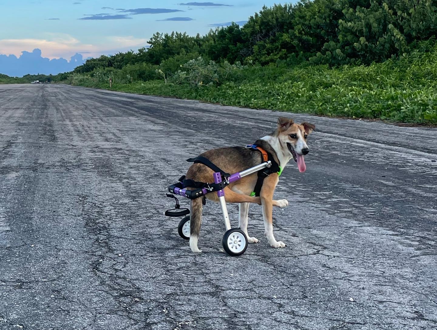 Isla Mujeres: Perrita con discapacidad busca hogar