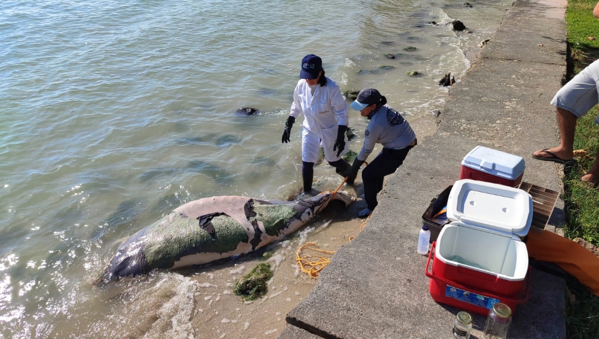 Hallan cadáver de un manatí en estado de descomposición en la Bahía de Chetumal