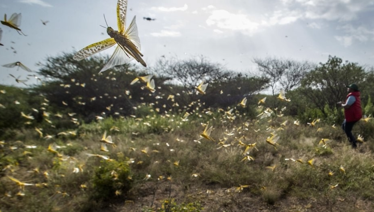 Personal técnico señalan que realiza las acciones necesarias para controlar a los insecto