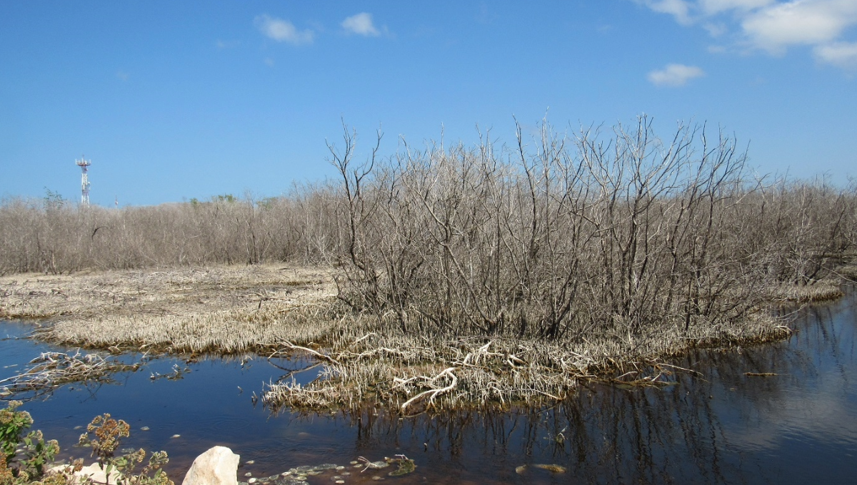 Reserva de Ría Lagartos, Yucatán, en alerta de degradación