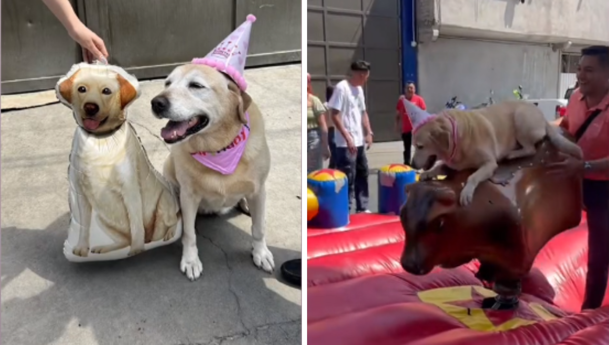 Perrita celebra su cumpleaños con pastel y un toro mecánico en Hermosillo