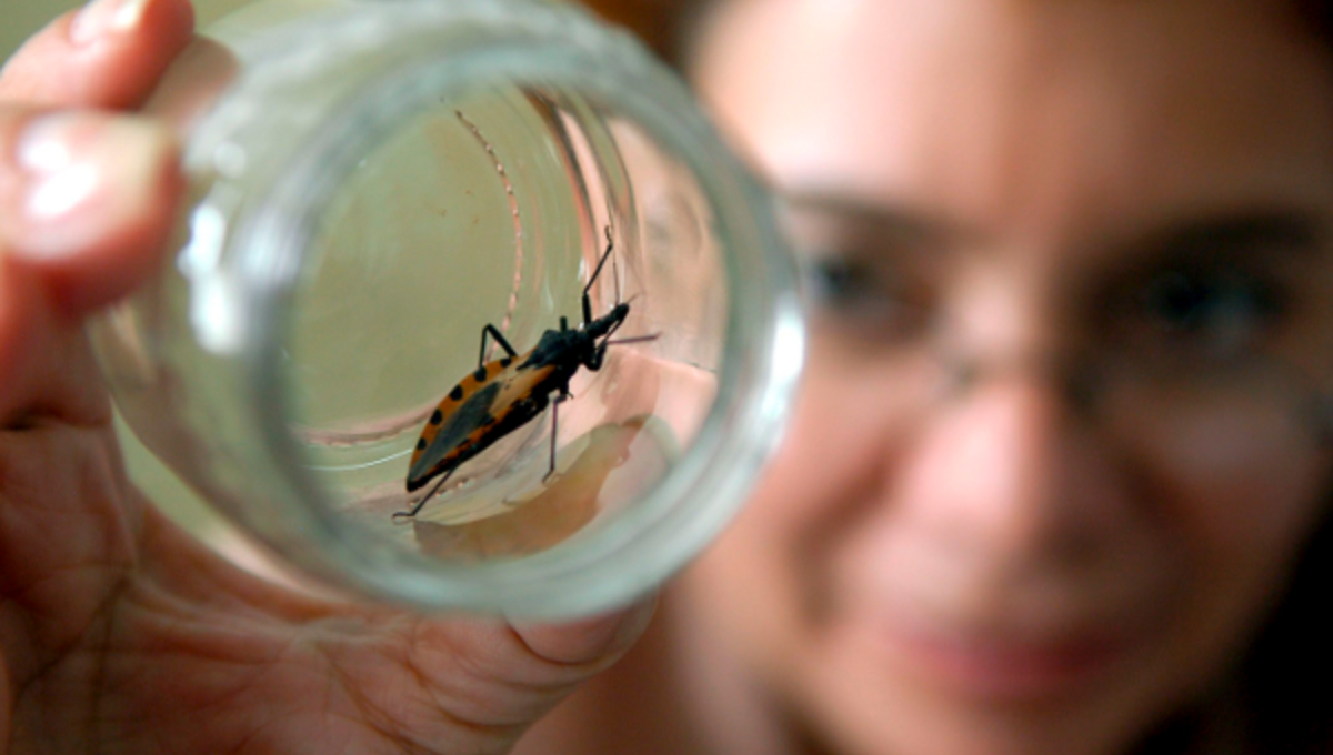 En todo el mundo hay alrededor de 7 millones de infectados por el mal de Chagas