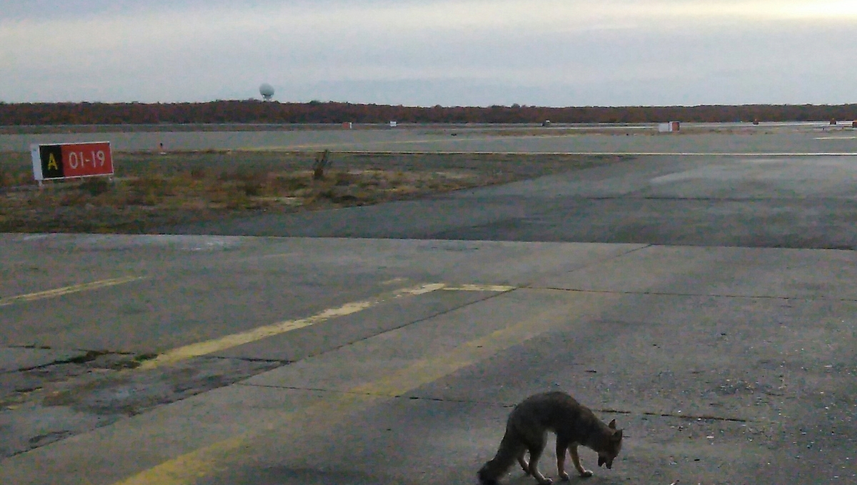 Animales silvestres, sin afectar operaciones del aeropuerto de Campeche