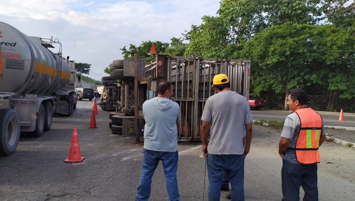 Mueren cerdos en la volcadura de un tráiler en el Periférico de Mérida