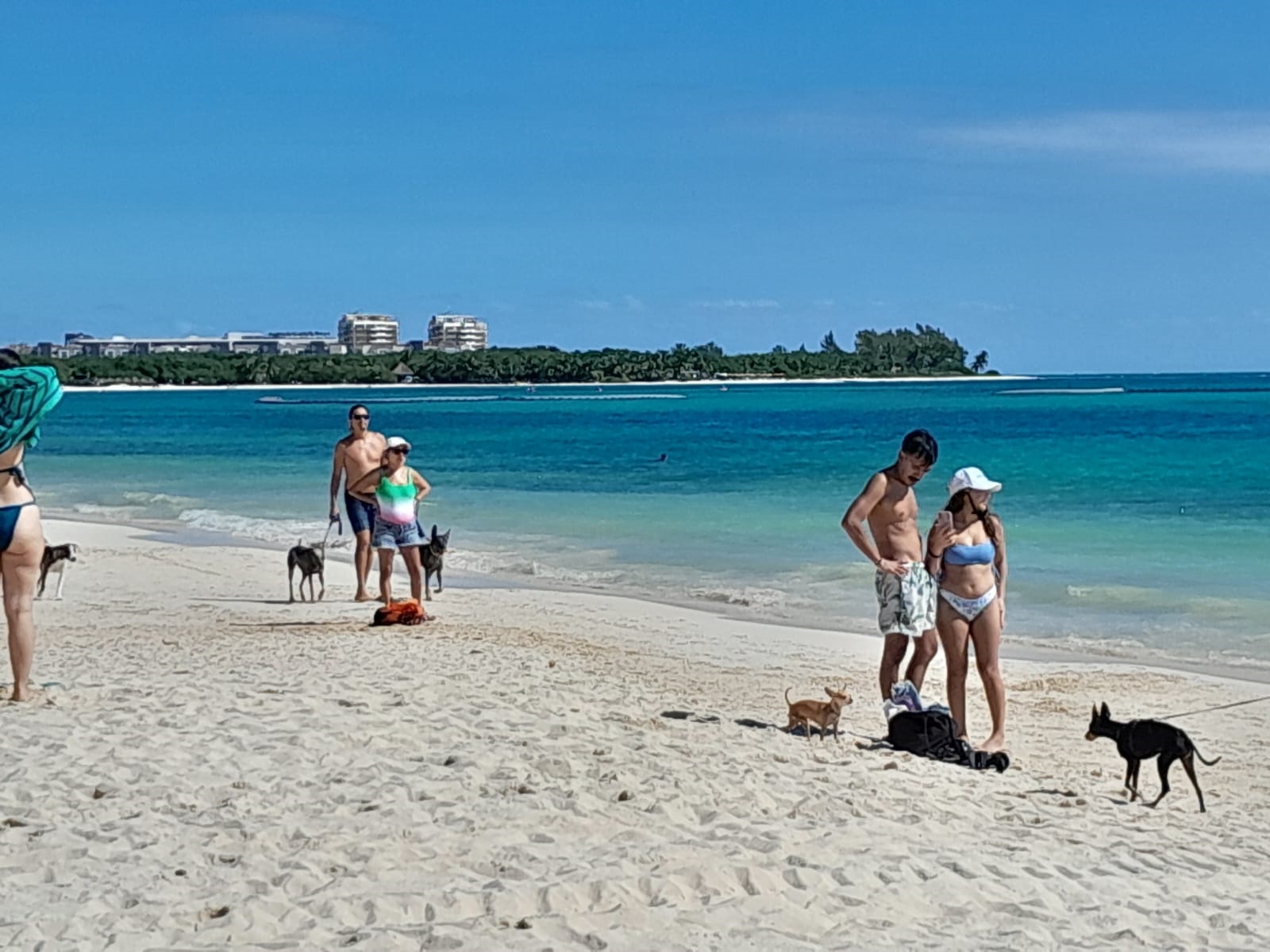 En Playa del Carmen, activistas siguen en espera de la asignación de una playa para mascotas