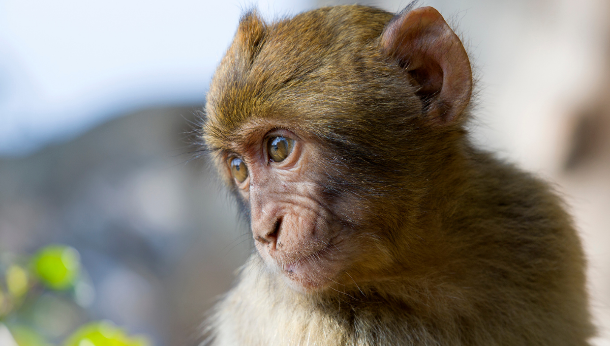 El pequeño mono solo vivió 10 días. Foto: Especial