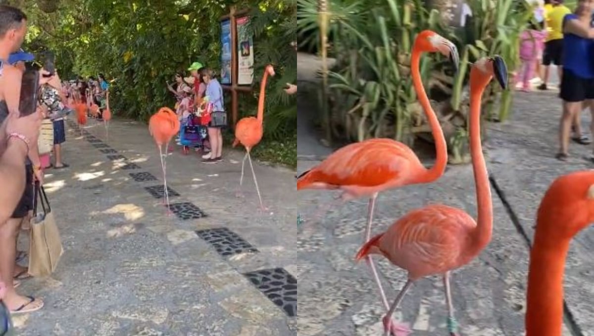 Turistas observan el paseo de los flamencos en Xcaret pese a que a estos les cortan los tendones de las alas