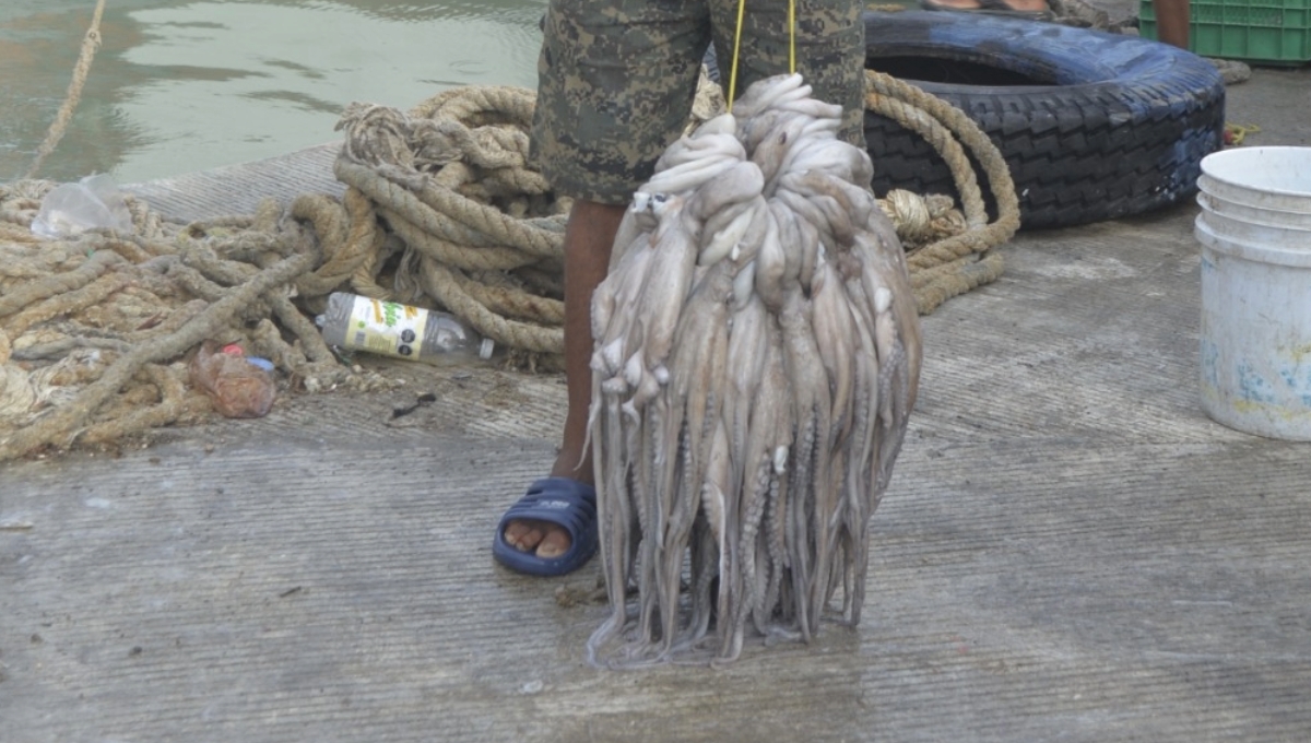 Europa frena compra de pulpo yucateco y 'hunde' la economía de los pescadores del estado