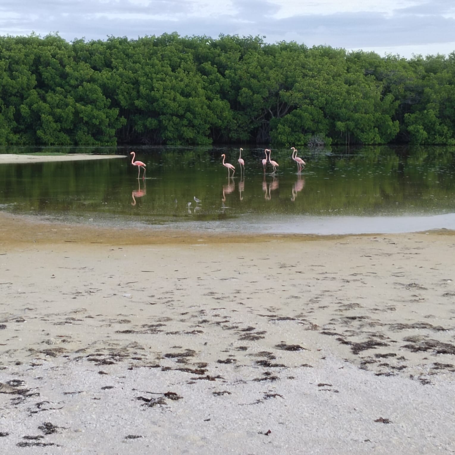 En Cozumel, flamencos amenazados encuentran refugio en Isla Contoy