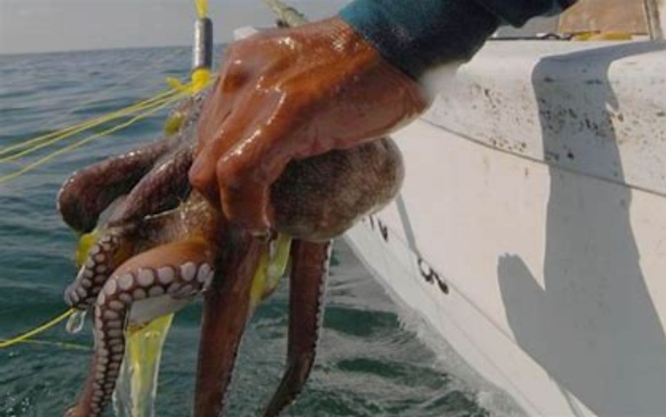 El producto se le compra a pescadores de Yucatán.