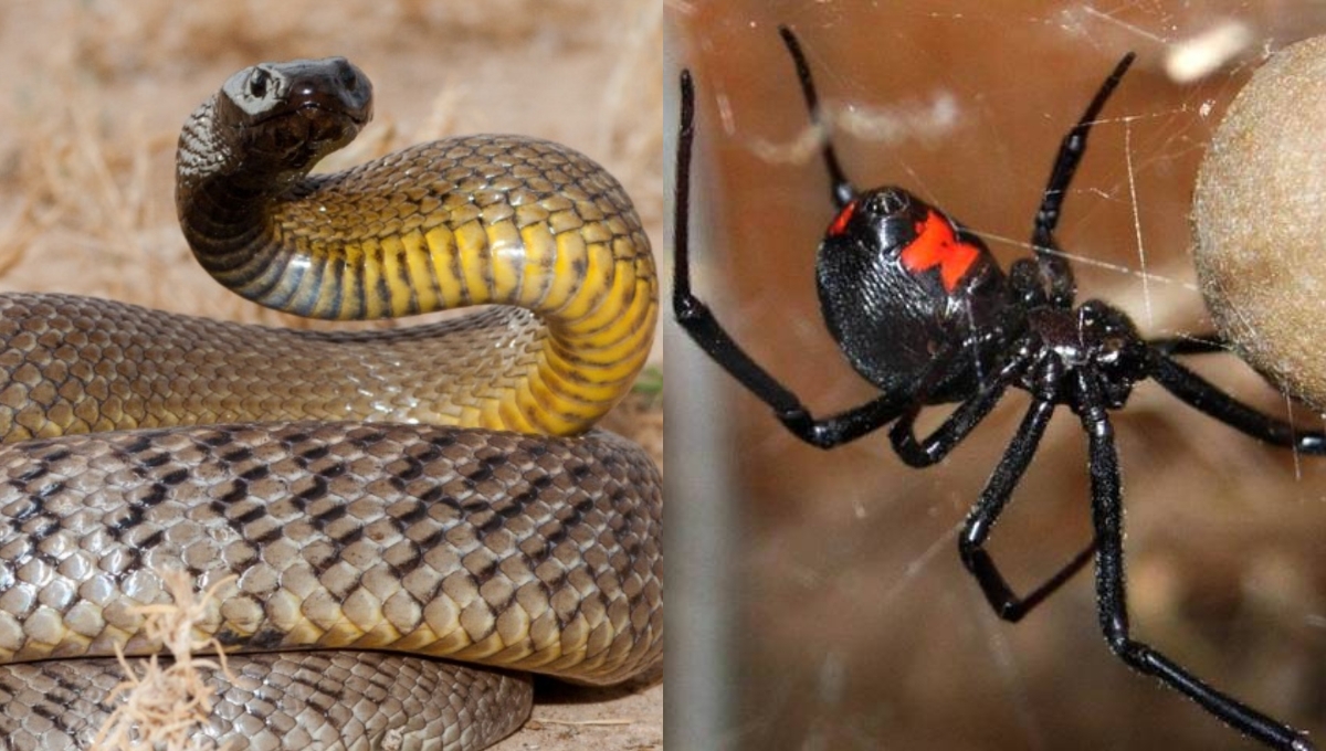 Araña violinista y otras especies venenosas que habitan en Yucatán