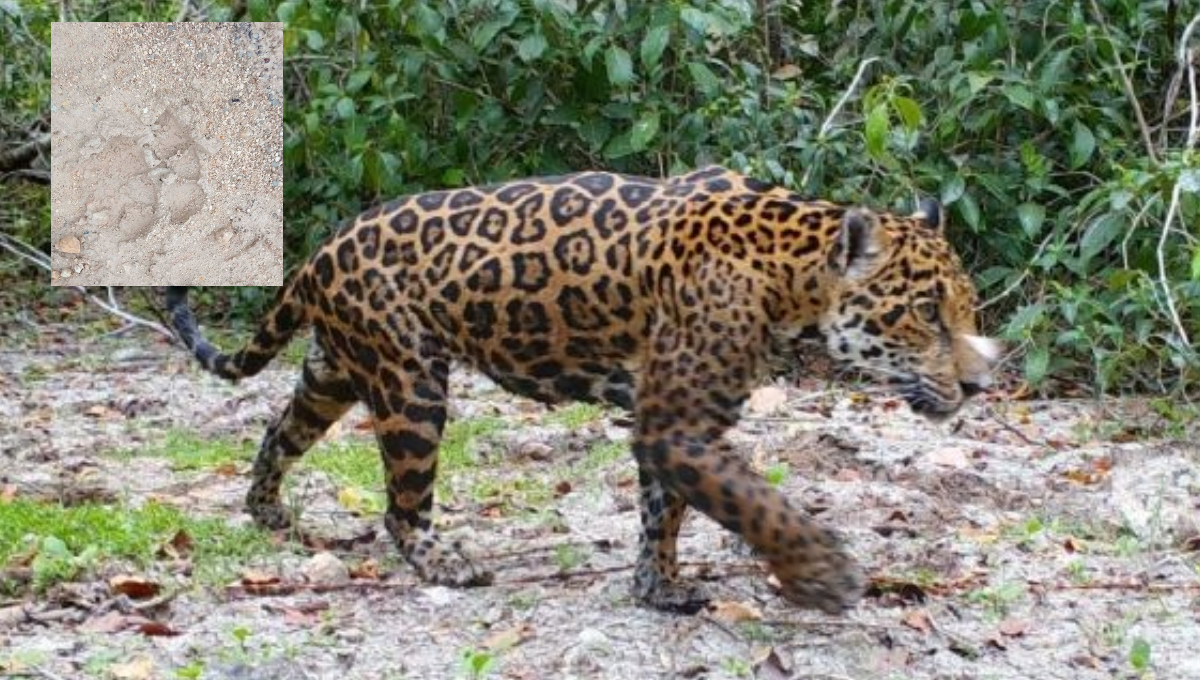 Jaguares han sido captados cerca de los domicilios en Cancún