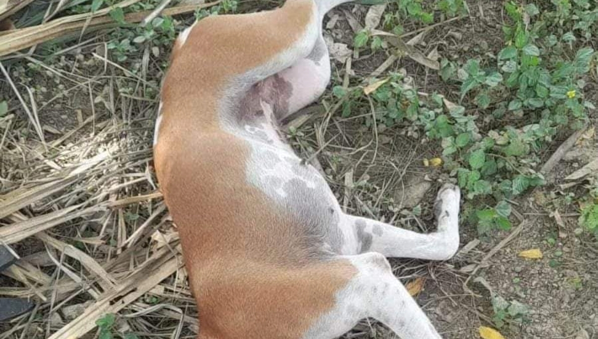 Aparecen perros callejeros envenenados en Candelaria, Campeche
