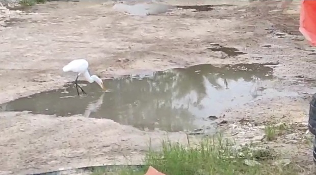 Vecinos de la colonia Ejido, en Playa del Carmen, reportaron la presencia de garzas después de 20 años