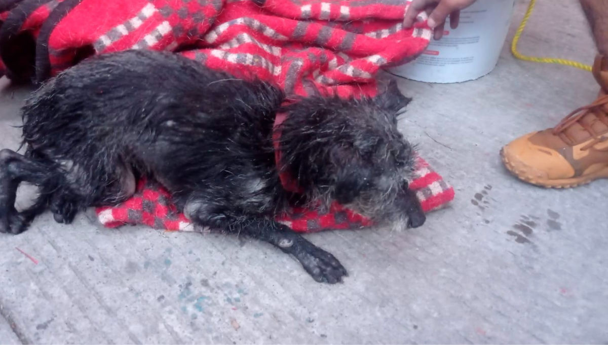 Rescatan a perrito atrapado en un canal de aguas negras en la CDMX