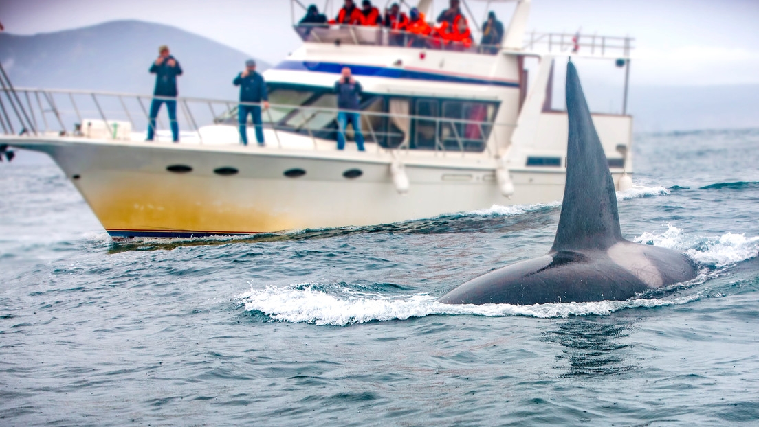 Orcas hunden barco en el Estrecho de Gibraltar; organizaciones emiten alerta