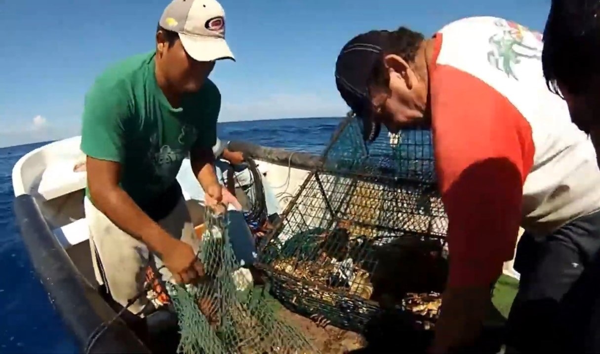 Se colocaron alrededor de 300 estructuras en el lecho marino para el fin de semana.