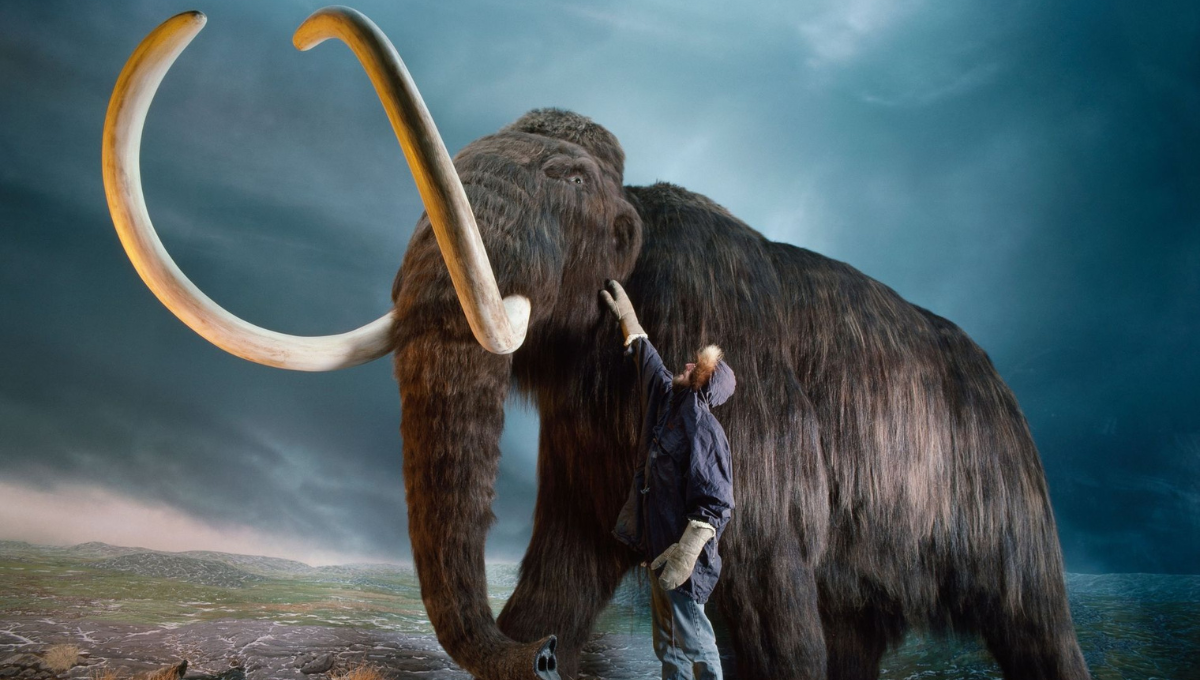 El mamut lanudo se habría extinto hace 12 mil años